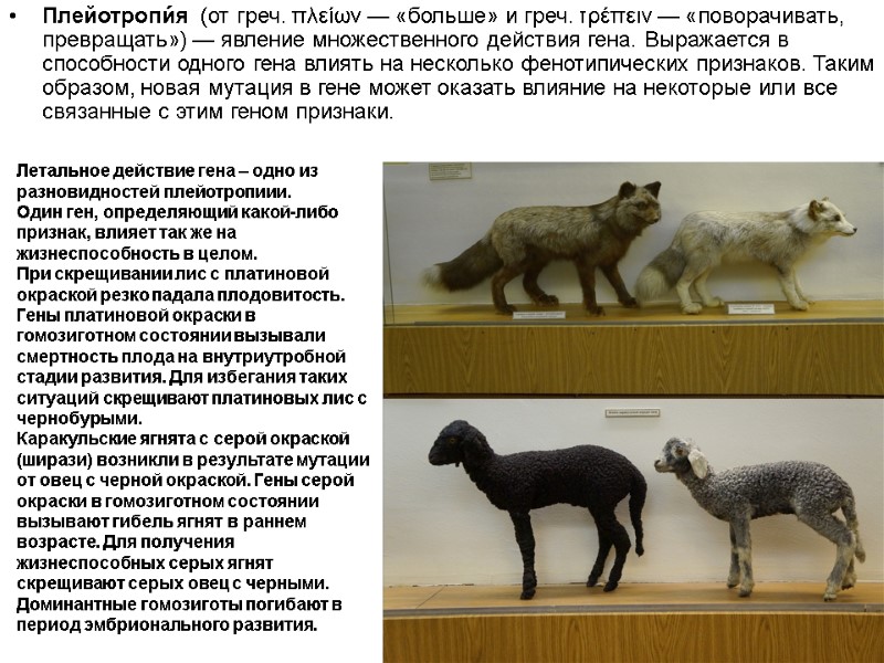 Летальное действие гена – одно из разновидностей плейотропиии. Один ген, определяющий какой-либо признак, влияет